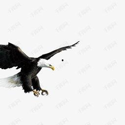 鹰击长空,翱翔天际的壮丽篇章